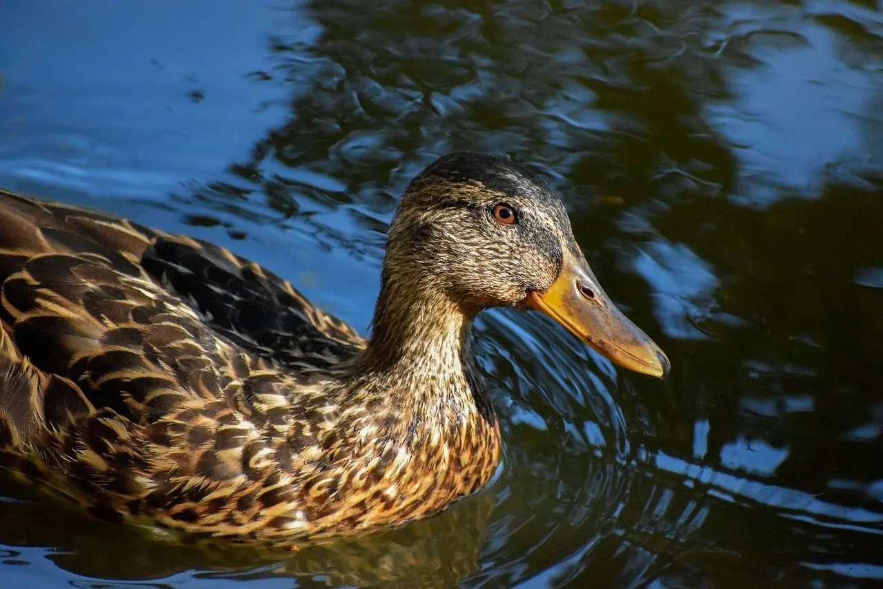 Alle tænkelige svar til Partikel Krydsord