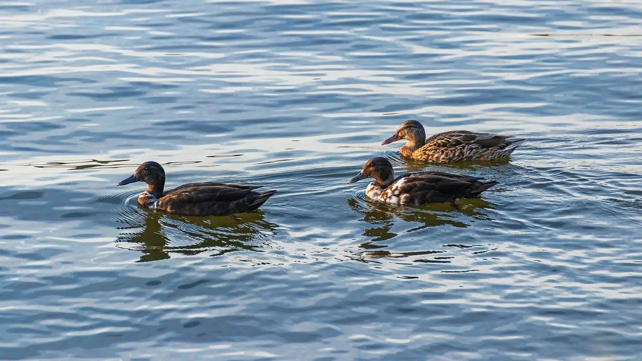 Forslag for Spydighed i Krydsord