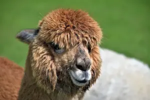 Hvad koster en alpaca? Den fulde guide til pris, pasning og skjulte omkostninger