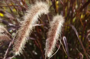 Hvilke prydgræsser passer til moderne tørketålende haver?