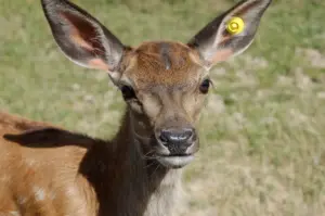 Hvordan renser man ruskind? Eksperternes nemme tricks til pletfri sko og jakker