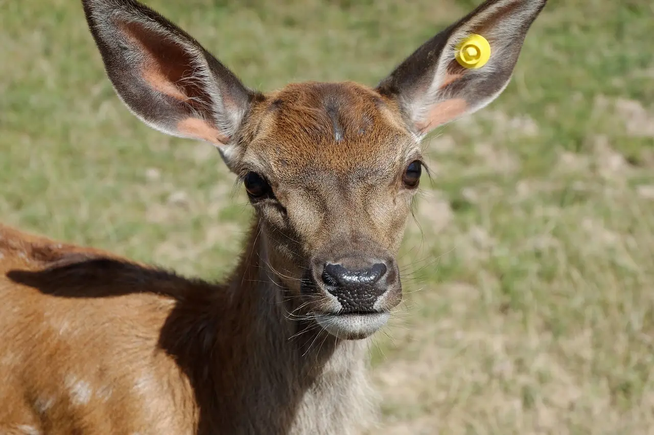 Hvordan renser man ruskind? Eksperternes nemme tricks til pletfri sko og jakker