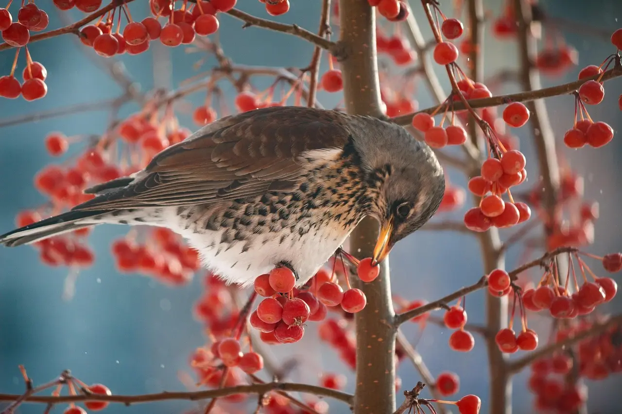 Kan en skyggehave være farverig om efteråret og vinteren?