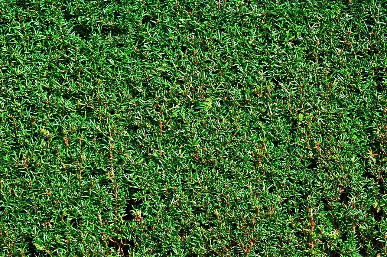 Levende hegn som læ: den nye, fuglevenlige afskærmning