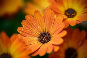 Regnbedsdesign: fra nedløbsrør til blomstring