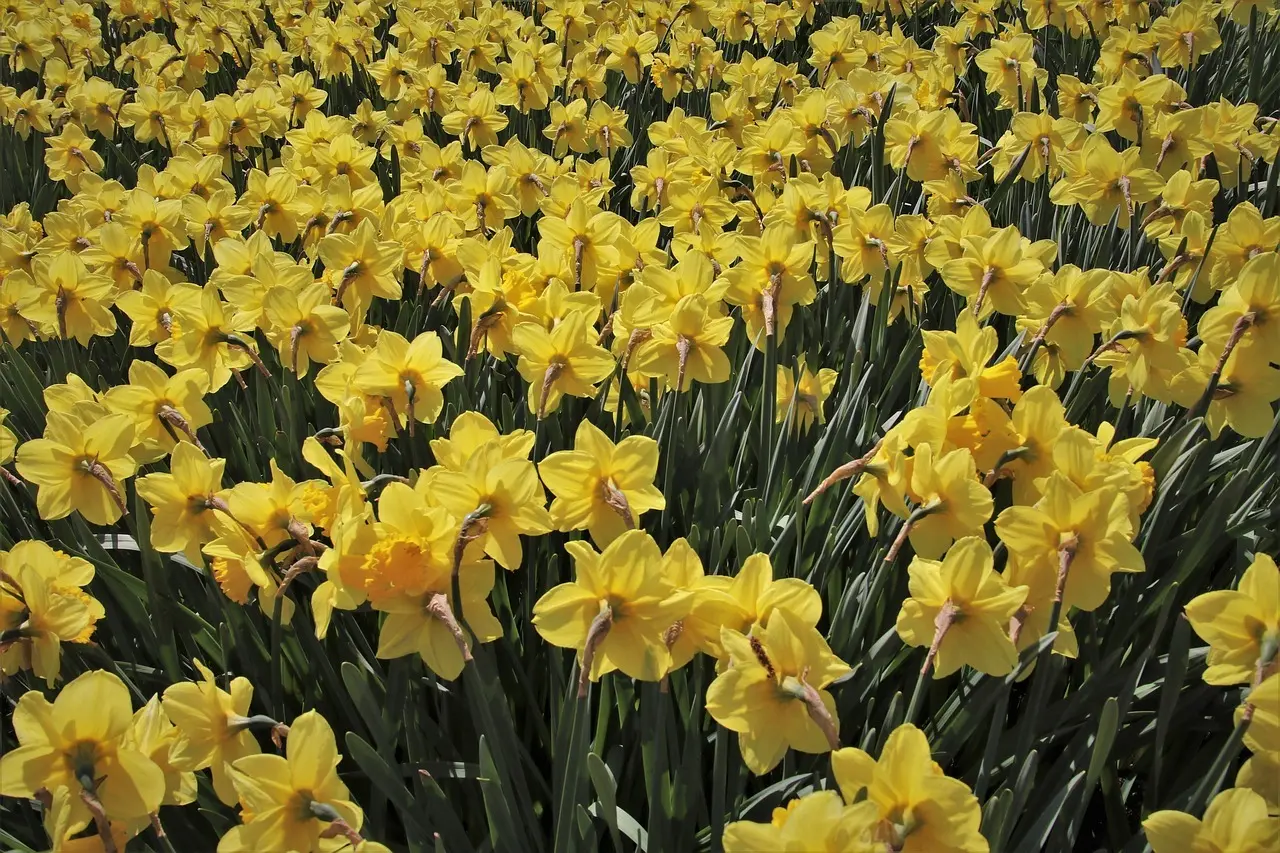 Solcellebelysning: nye tendenser til mørke haver